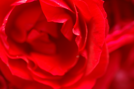 DSC7371