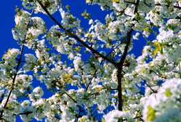 DSC0307