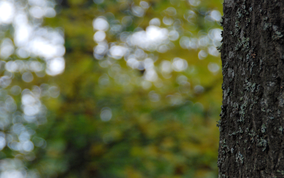 treetrunk