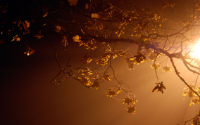 autumn