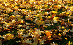 autumnlawn
