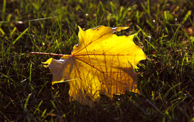 autumnleaf