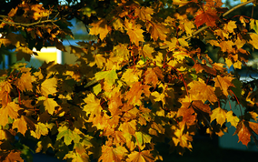 autumnleafs