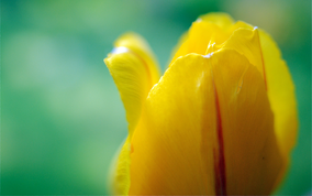 Blomma