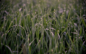 grassfield