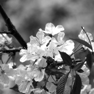 Vårblommor