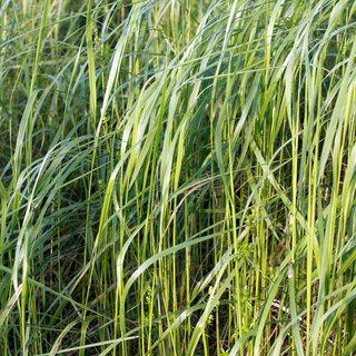 Högt sommargräs