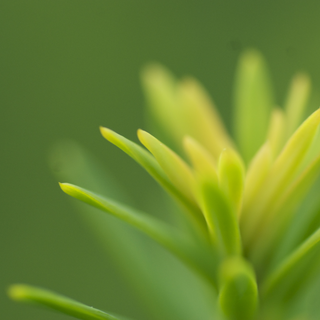 Closeup of... a plant
