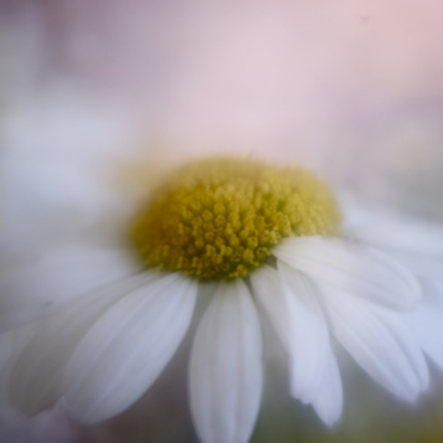 Blurry flower
