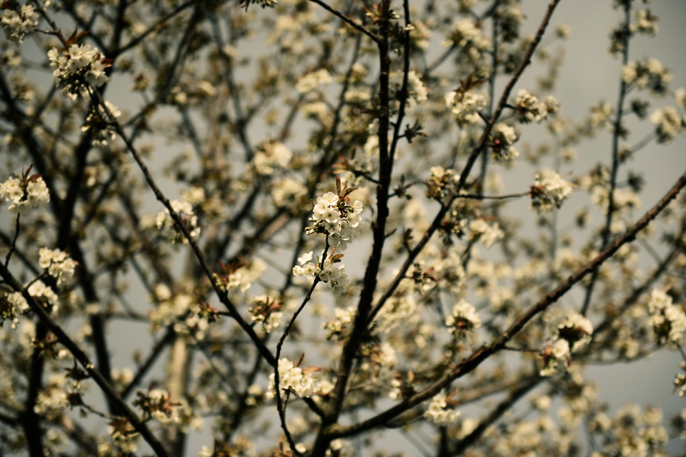 14048571289_ce0226bd81_o