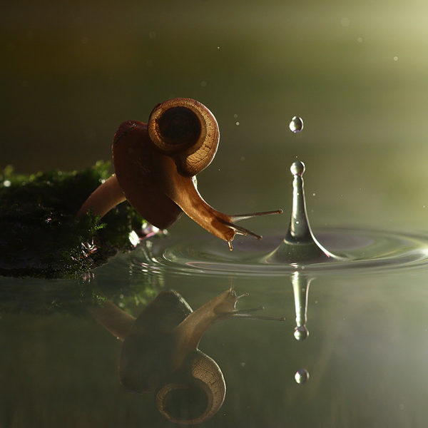 snail
